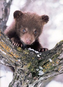 Create meme: bear cub or bear, bear is happy, little bear