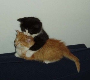 Create meme: cat, cats hugging, cat
