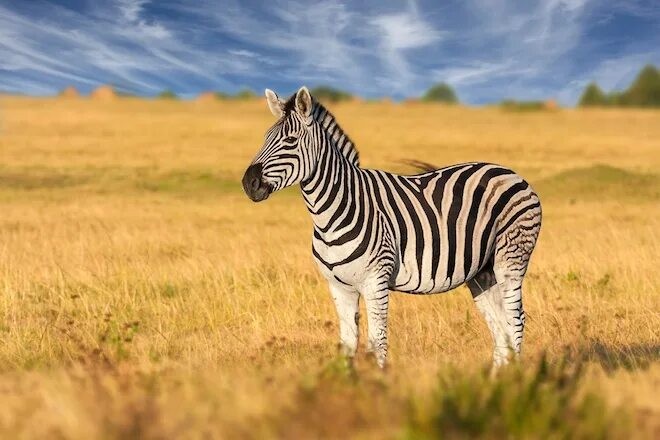 Create meme: zebra grevy, Cape zebra, zebra in africa