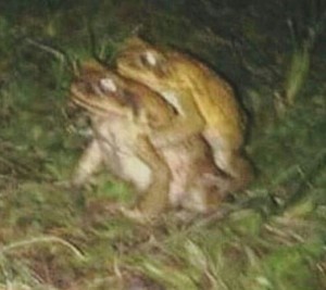 Create meme: frog, toad