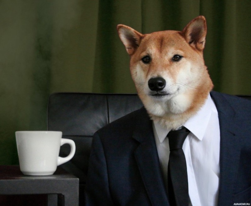 Create meme: a dog in a jacket, Shiba inu the dog, doge is a joke