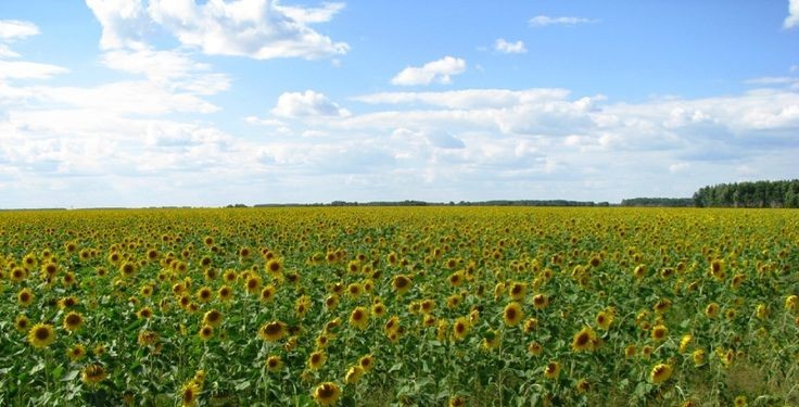 Create meme: field with sunflowers, field of sunflowers, sunflower field in the Moscow region