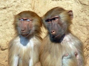 Create meme: monkey, monkey monkey, baboon monkey family