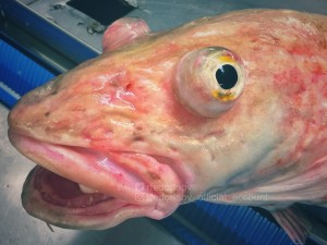 Create meme: photo deep-sea fish, sea creatures, strange fish photo