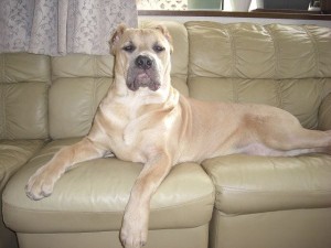 Create meme: dog bullmastiff, bullmastiff breed, bullmastiff