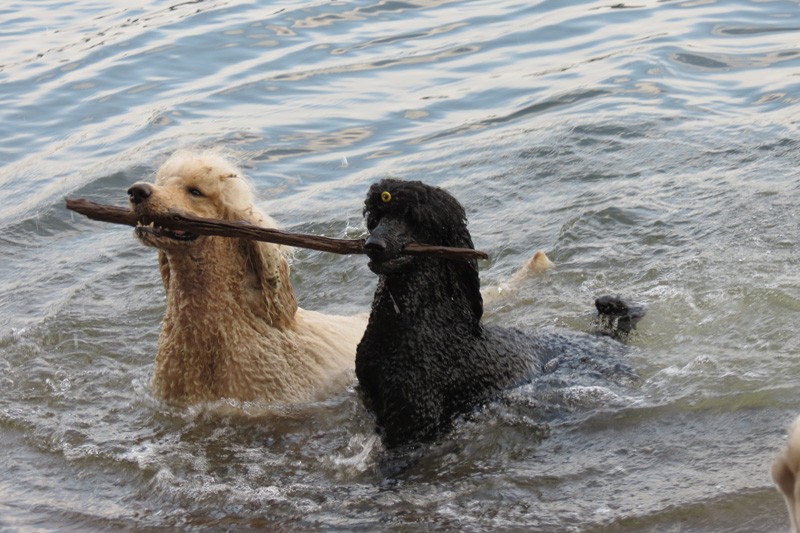 Create meme: waterfowl spaniel, water spaniel, water spaniel