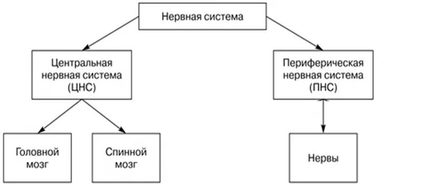 Нарисуйте схему подразделения нервной системы на центральную и периферическую 8 класс