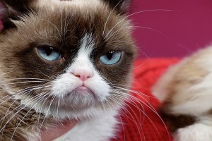 Create meme: cat is grumpy, grumpy cat, grumpy cat