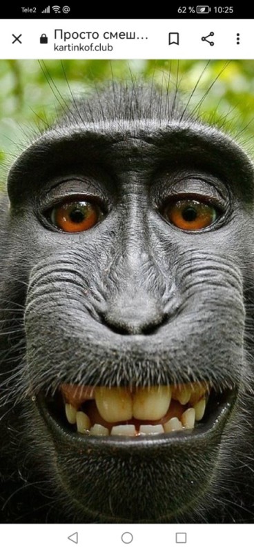 Create meme: selfie monkey , macaque face, monkey 