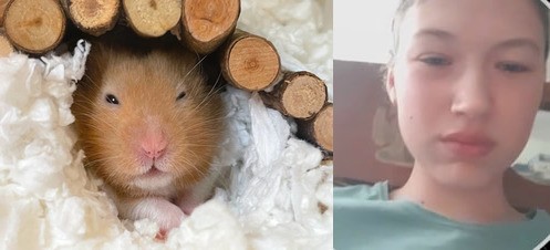 Create meme: the Syrian hamster , hamster Campbell, hamster hamster