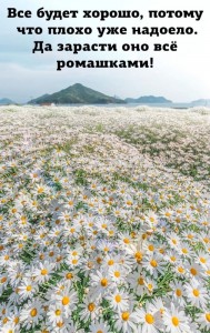 Create meme: Daisy, chamomile field morning, field of daisies