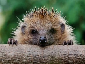 Create meme: animals, face hedgehog, hedgehog