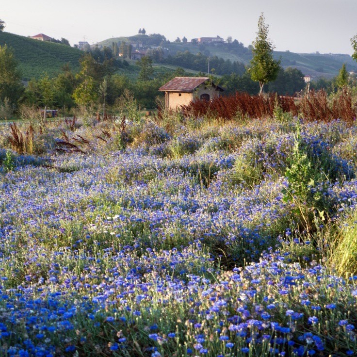 Create meme: a field with blue flowers, flowers , a field with blue flowers