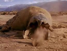 Create meme: tremors monsters, Graboid, tremors movie 1989