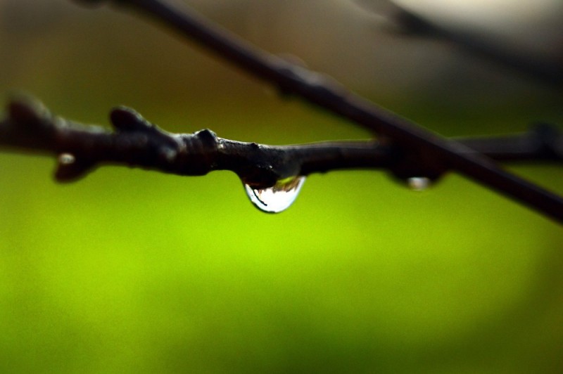 Create meme: the nature of macro, after the rain, nature 