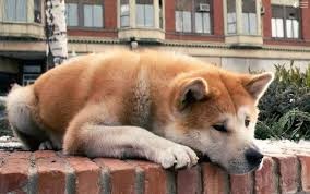 Create meme: Hachiko: the most loyal friend, hachiko breed, Hachiko dog breed