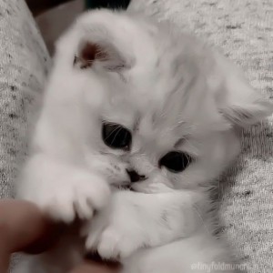 Create meme: adorable kittens, cute cats, kittens silver chinchilla