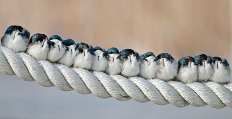 Create meme: the white-browed swallow, Birds are warming up, a flock of swallows