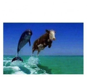 Create meme: funny animal, cow, Dolphin and cow