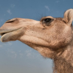 Create meme: camel