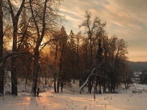 Create meme: in the winter forest, winter, winter landscapes