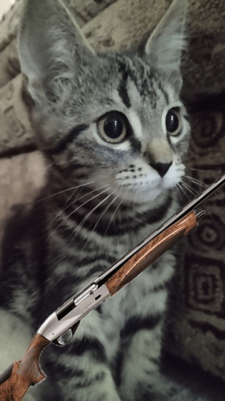 Create meme: cat , Kote , a cat with a machine gun