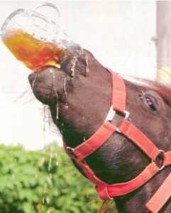 Создать мем: конь, drink beer, пить пиво