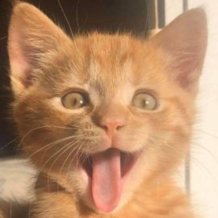 Create meme: a cat with an open mouth, funny kitten, the ginger cat laughs