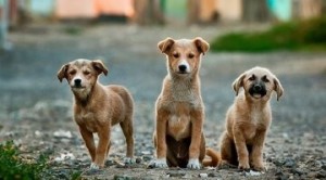 Создать мем: собака щенок, дворняжка щенок, собака дворняга