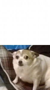Create meme: funny Chihuahua, meme Chihuahua, Chihuahua dog