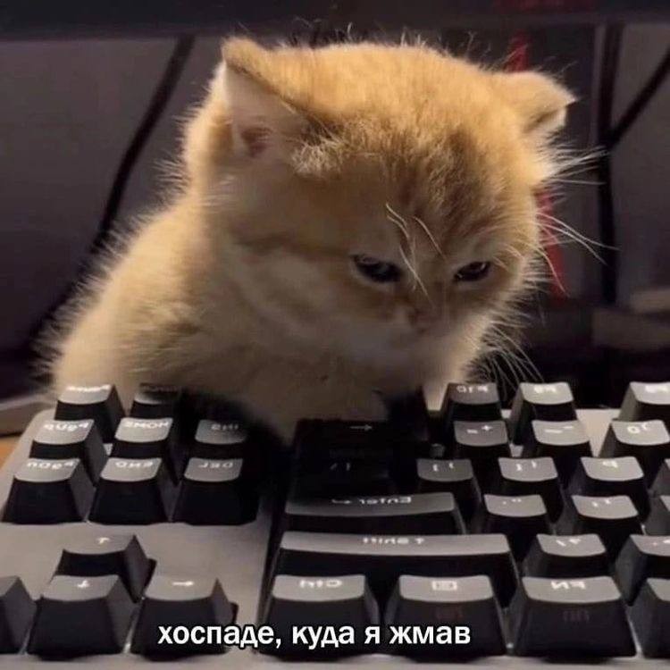 Создать мем: котэ, коты, кот