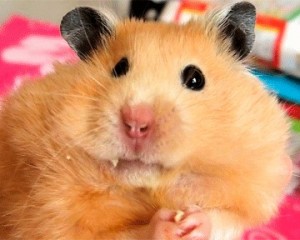 Create meme: the hamster says, funny hamster with cookies, cunning hamster