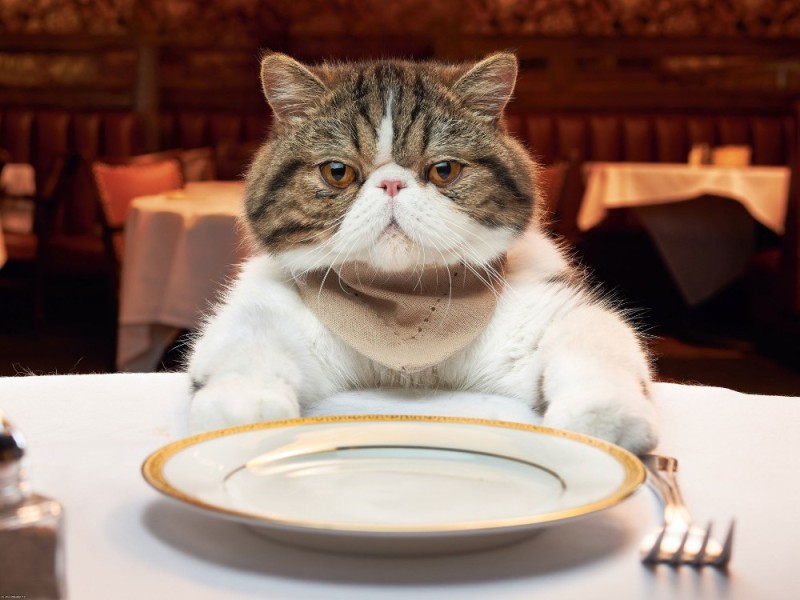 Create meme: cat , the cat is hungry , cat 