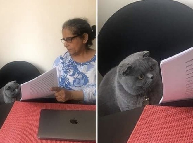 Create meme: The cat with the papers meme, cat with documents, meme cat 