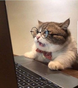 Create meme: the cat at the computer, cute cat, cat