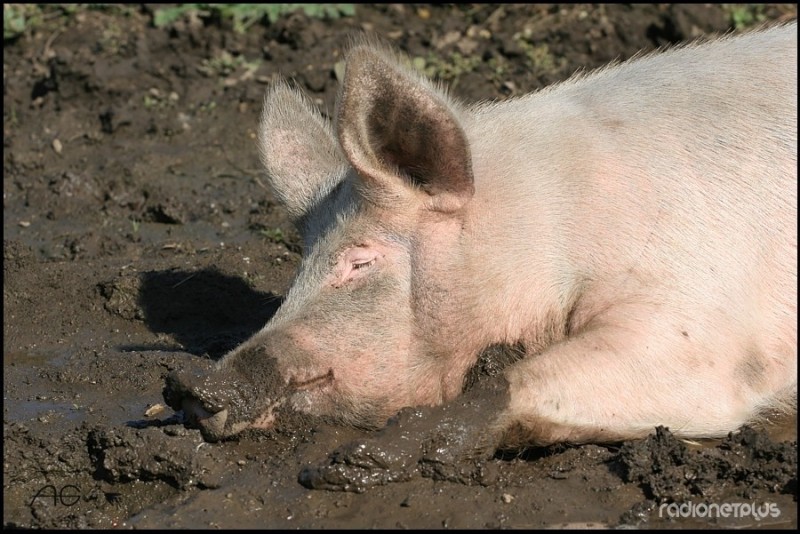 Create meme: swine fever, pig in the mud, pig in a puddle