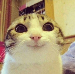 Создать мем: офигевший кот мем, милый котик мем, улыбающийся кот