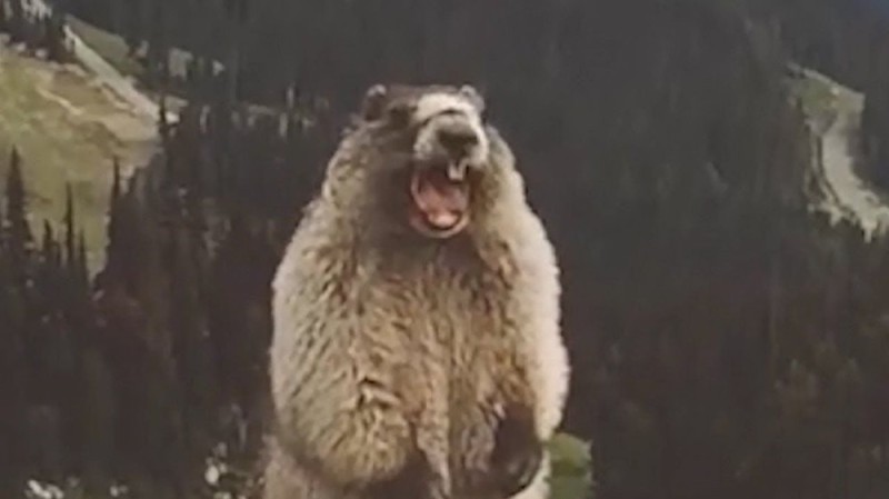 Create meme: a groundhog screams in the mountains, the screaming gopher, beaver yells in the mountains