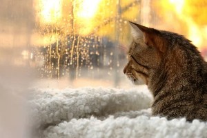 Создать мем: кот, кот зимой, мокрый снег