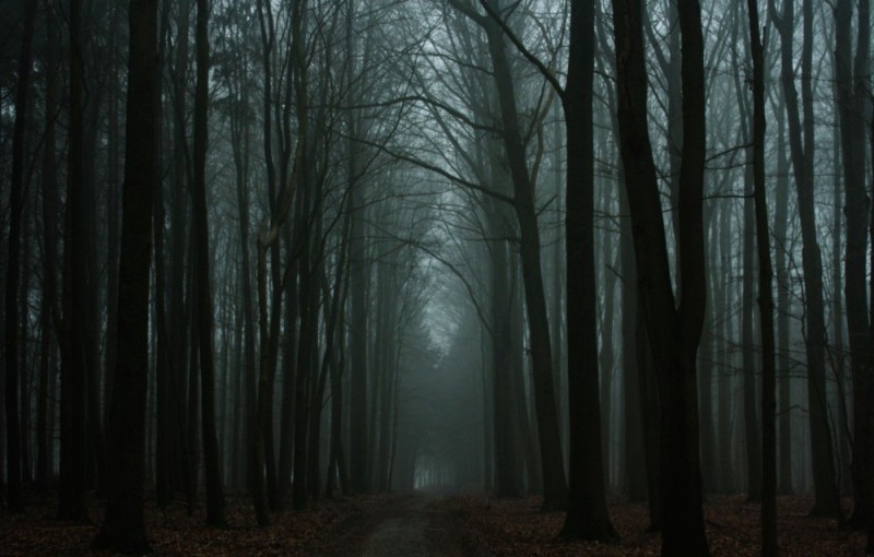 Create meme: dark forest, dark dark forest, background gloomy forest