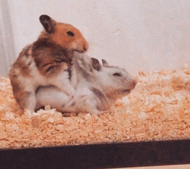 Create meme: hamster mating, male hamster, hamster hamster