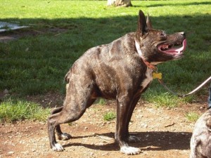 Создать мем: dog breed, ждущая собака, dogo