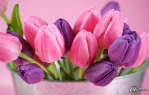 Create meme: tulips