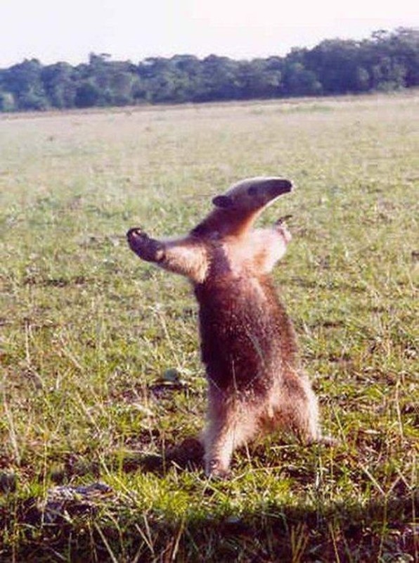 Create meme: anteater on its hind legs, an anteater animal, anteater in the rack