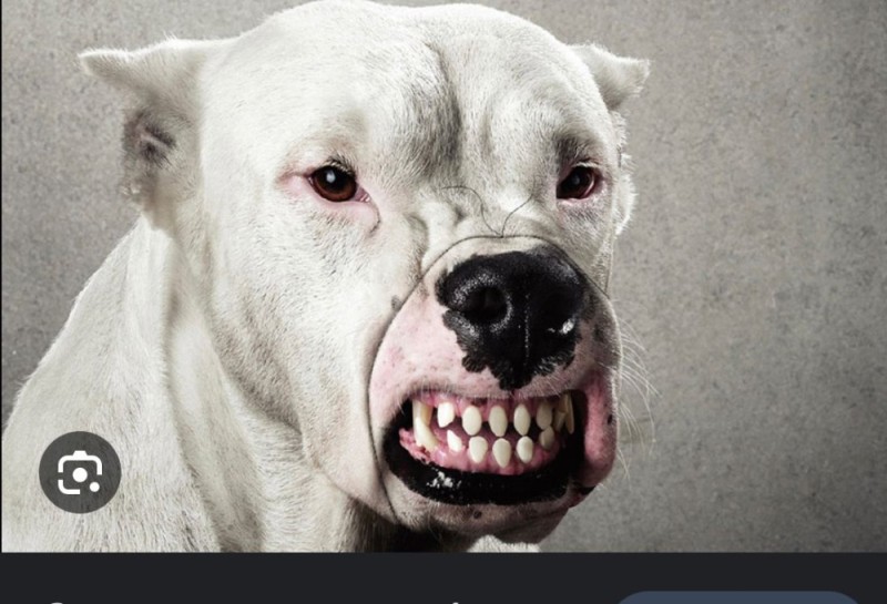 Create meme: the pit bull terrier is angry, pit bull Terrier dog, pit bull's grin