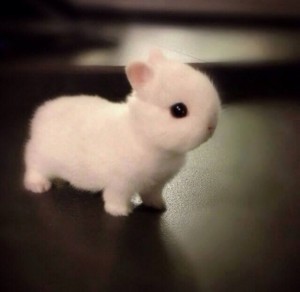 Create meme: fluffy bunny, the cute animals, dwarf rabbit
