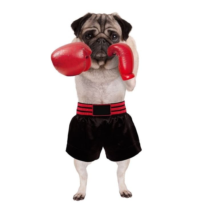 Create meme: pug boxer, a dog with Boxing gloves, bulldog, pug, boxer