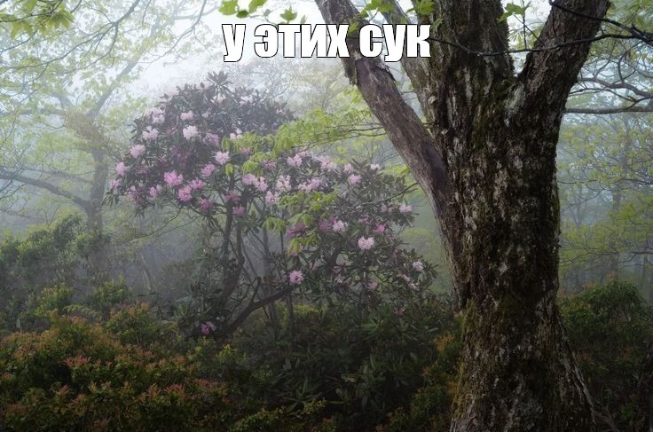 Create meme: wild white rhododendron, rhododendron pecca, rhododendron