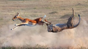 Create meme: leopard hunts for antelope, Cheetah stalking an antelope in a straight line, Cheetah hunting a photo