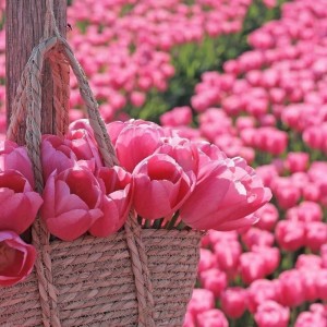 Create meme: the flowers are beautiful, tulips flowers, tulips pink